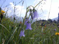 Bewimperte Glockenblume