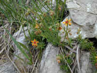 Fetthennen-Steinbrech